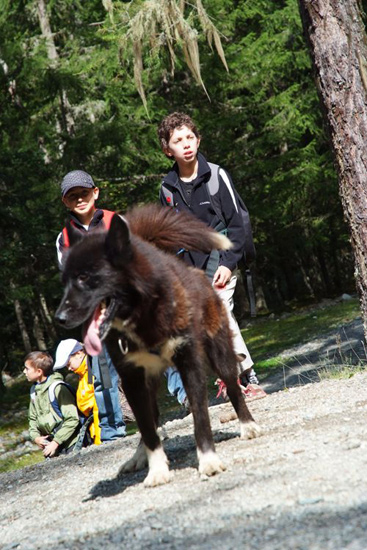 Avec ce soleil et ces deux champions derrière lui, il peine le husky !