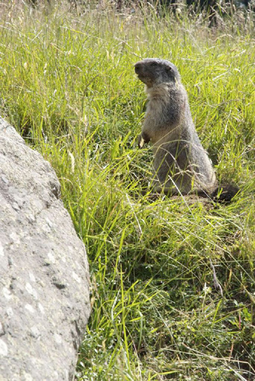 Coucou me voilà ! (Youpi la Marmotte)