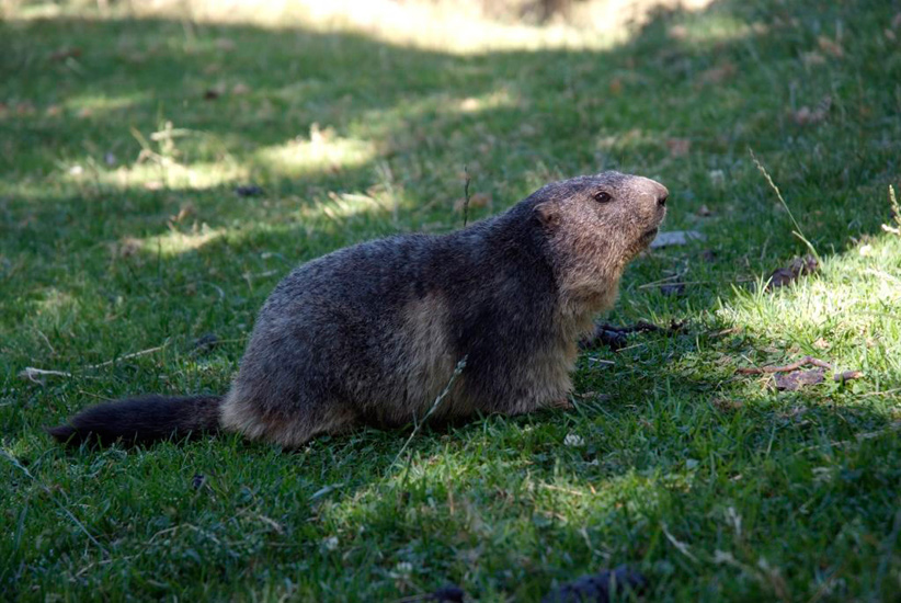 Et bien la voilà la belle marmotte chamoniarde, c’est notre jour de chance !