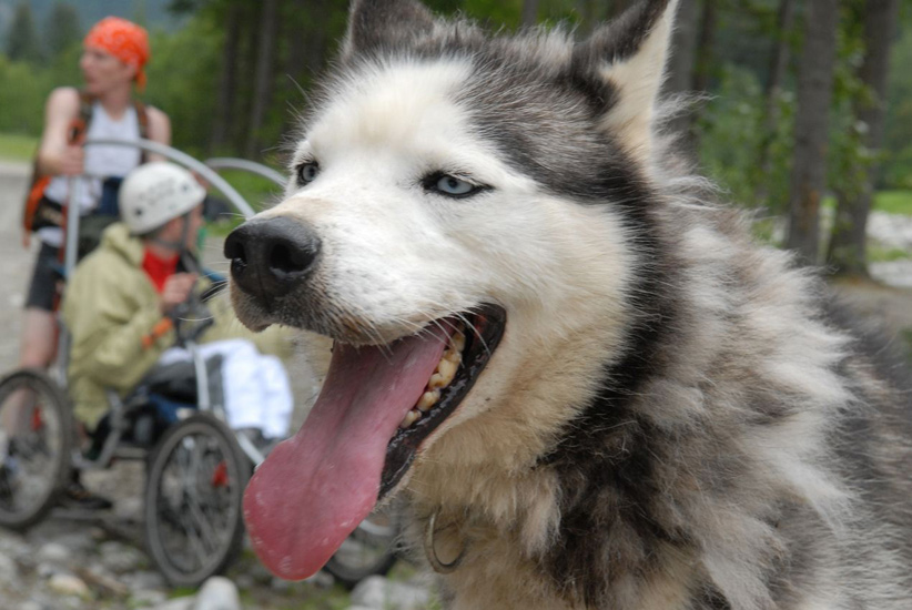 Ma foi ils sont bien sympathiques ces ptits loups parole de chien qui a la langue bien pendu