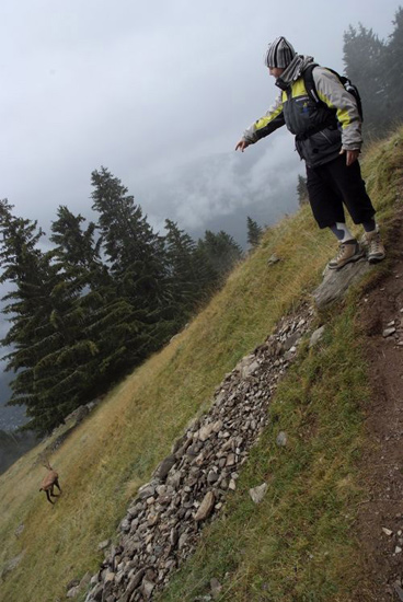 Et oui, Antoine l’a trouvé, le bouquetin des montagnes ! Il était temps…