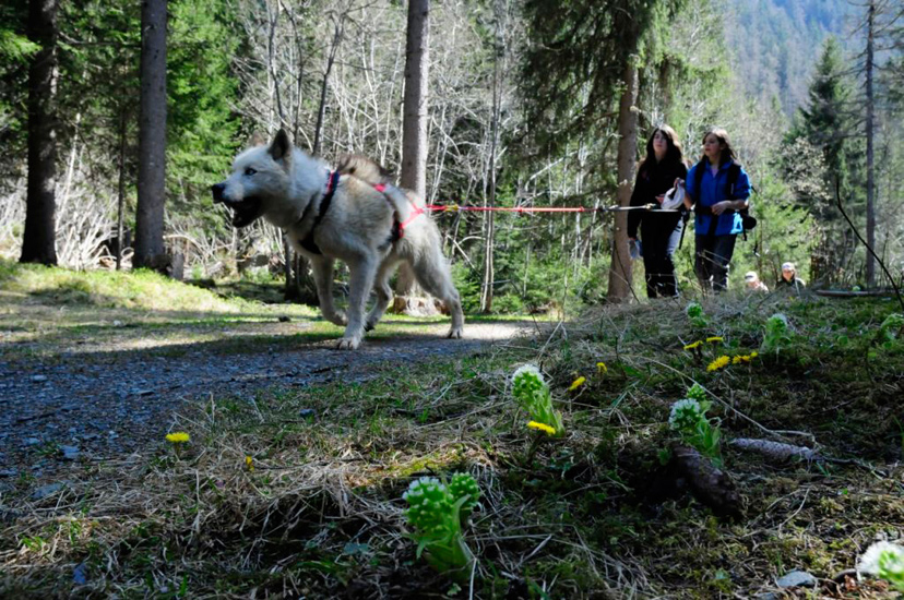 Forêt emplie de cani-belles ! (Mylène et Romane)