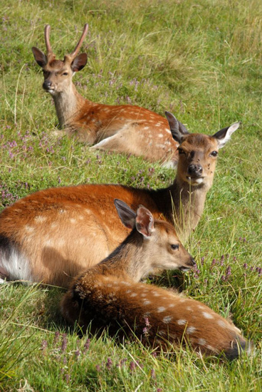 Famille tranquille…