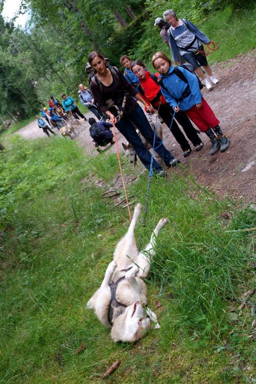 Il est bizarre ce Husky, il marche sur le dos !