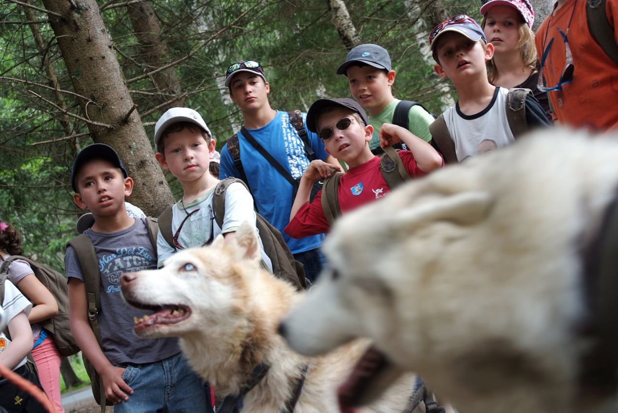 Pour l’après-midi, on va faire connaissance avec de braves bêtes : les huskies !