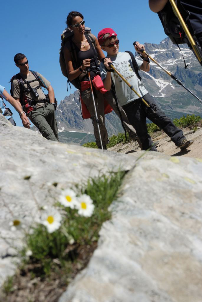 C’est beau la montagne l’été, on trouve de jolies fleurs à chaque coin de rocher ! (Martin)