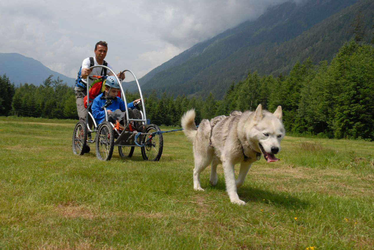 Les tribulations d’un husky de traineau