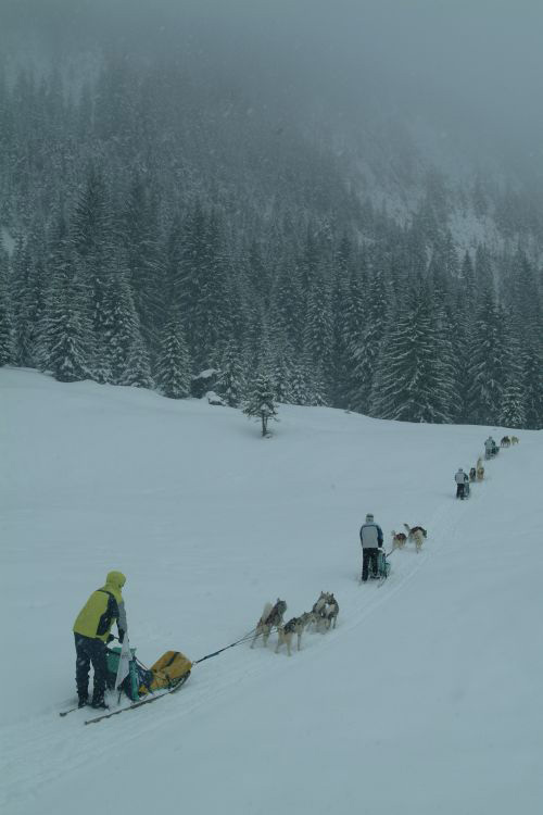 La caravane passe et les chiens aboient !