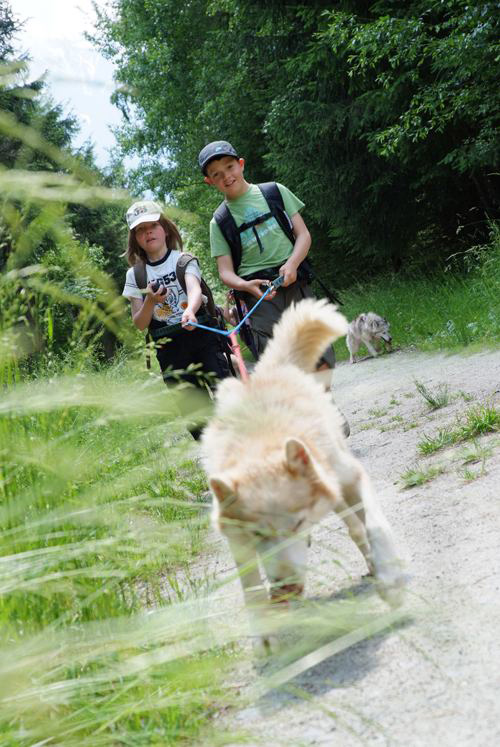 Qu’est-ce qu’il fait votre chien Shawn et Thibault, il mange les herbes ?