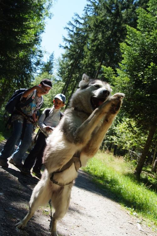 En cani-rando, on y passerait dresseurs ! (Adelino et Nico)