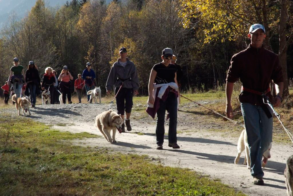 En solo ou par équipes de 2 ou 3 nous découvrons avec bonheur les plaisirs de la cani-rando !