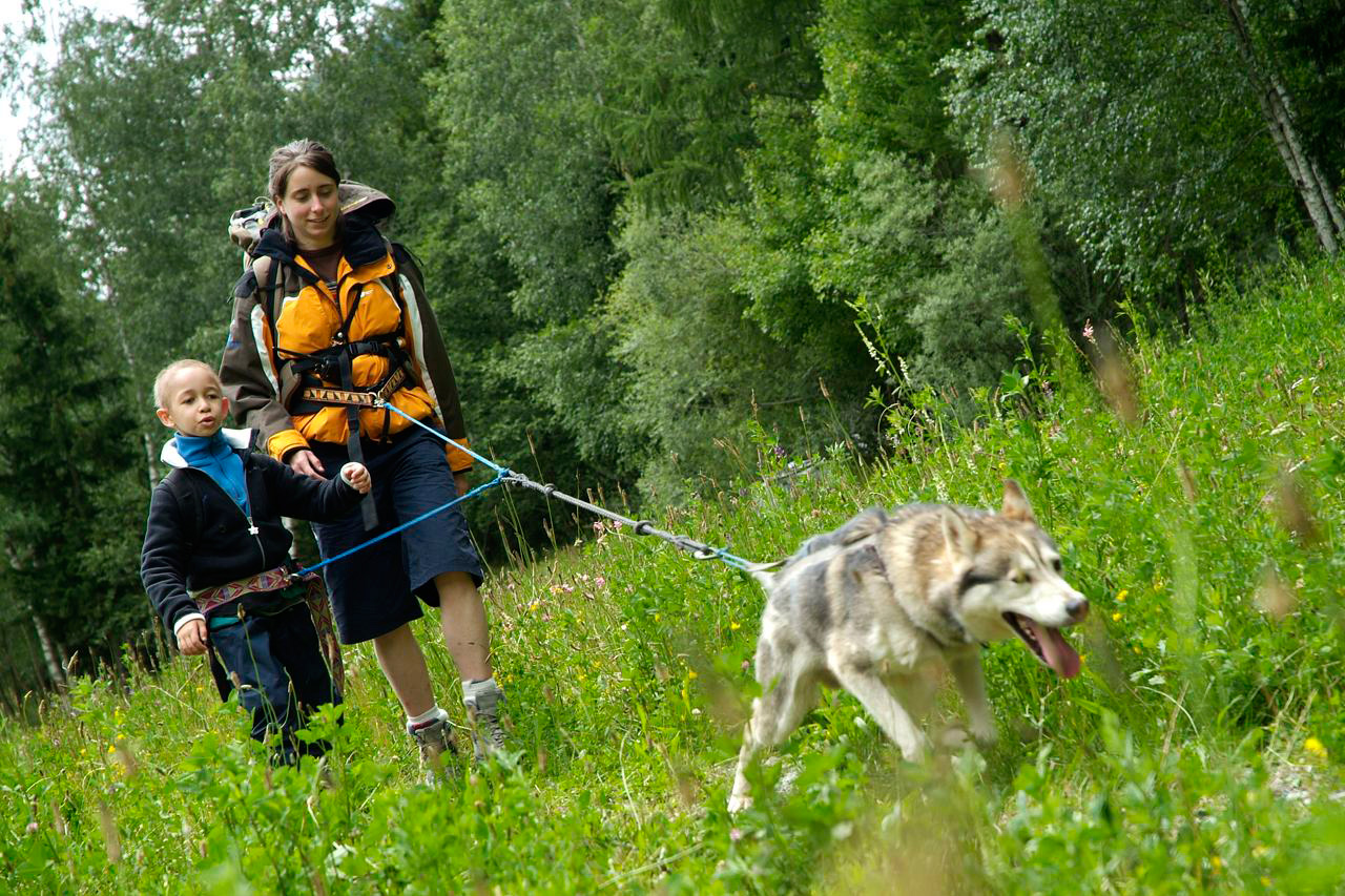 Zinédine, un cani-randonneur très appliqué !