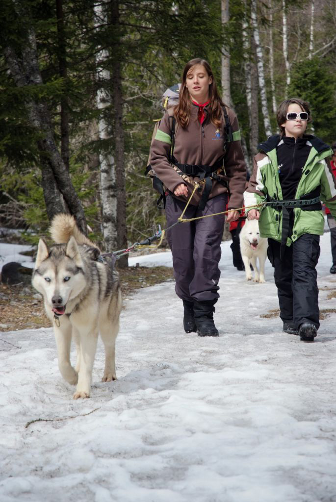 Ah, la vie de star… Lunettes noires et promenade en husky à Chamonix ! (Cassie Mary)