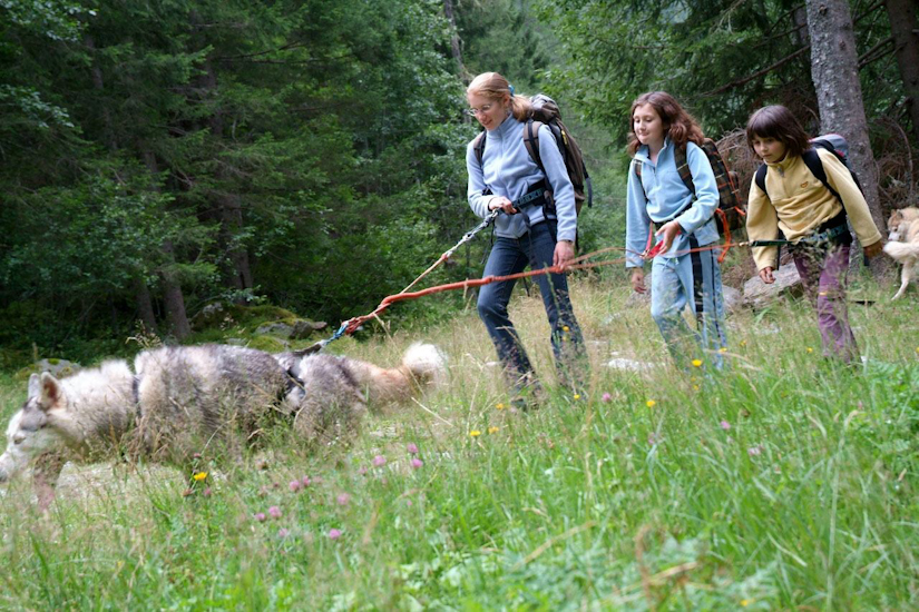 Voila un groupe de cani-randonneuses très appliquées !