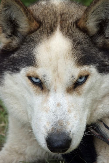 Ils peuvent se reposer maintenant nos super huskies aux yeux jolis !