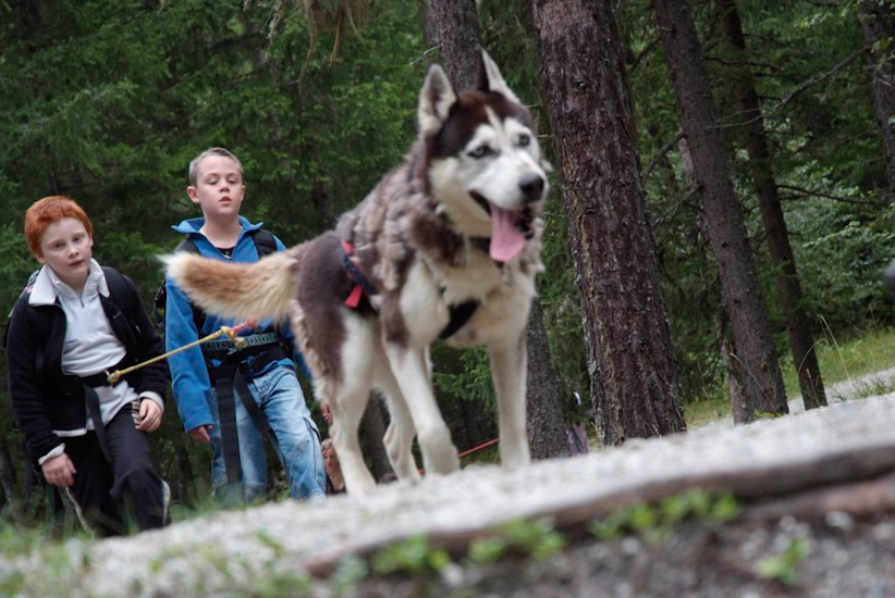 Allez, c’est fini pour aujourd’hui car le husky, il n’en peut plus !!! (Aristide et Louis)