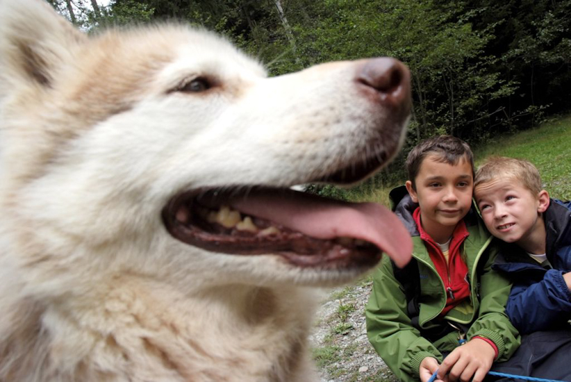 Secret de husky dans l’oreille des garçons !