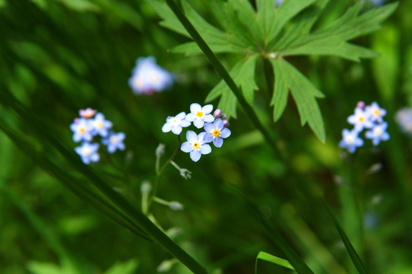 Petit message floral… De si bons moments à ne jamais oublier ! (Myosotis Sylvatico)