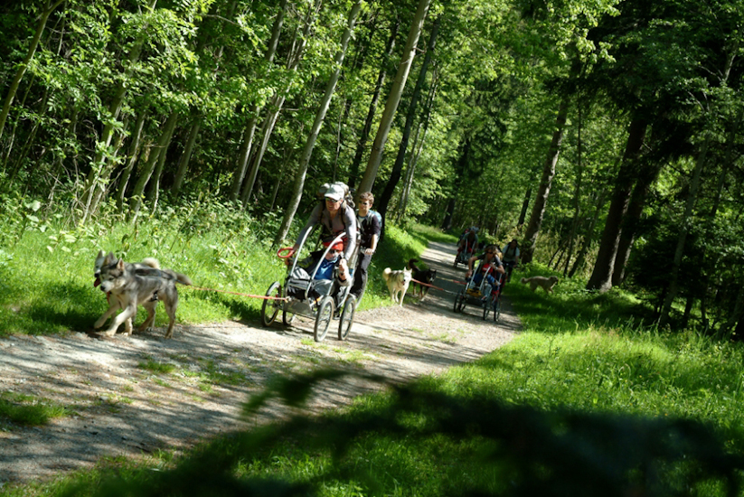 Et on repart dans les bois à fond les gamelles ! Mais ils ne se fatiguent jamais ces chiens ?