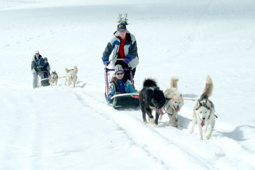 Attention chiens devant !