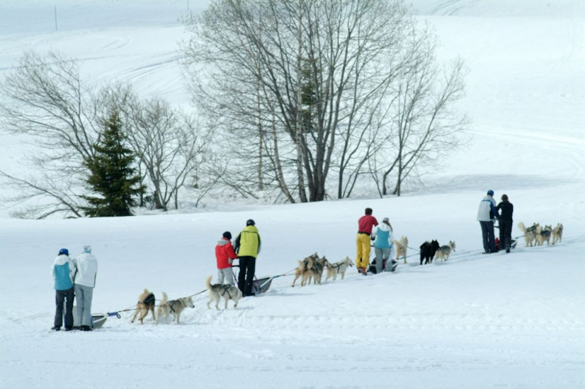 Bienvenu au Pôle Nord pour la grande course annuelle de chiens de traineau !