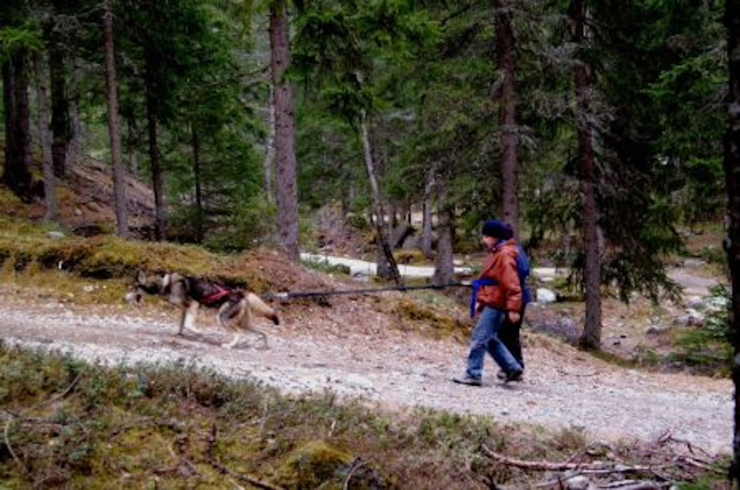 Le chemin est rocailleux et les pentes parfois raides mais nos chiens débordent d’énergie et nous mènent « bon train » !