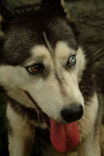 Je vous présente Oupsy qui va promener nos champions pour cet après-midi de Cani-Rando !