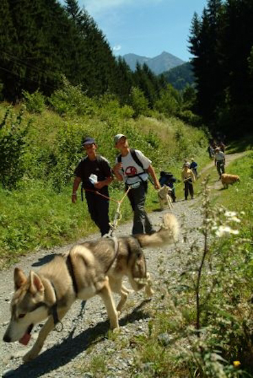 On s’accroche au chien et c’est parti pour une balade guidée en forêt, plutôt sympa comme principe !