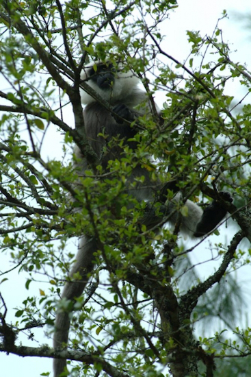 Sur le chemin du retour, nous tombons nez à nez avec une troupe de langur gris ! / On the way back, we found ourselves right in front of a gang of grey langsurs