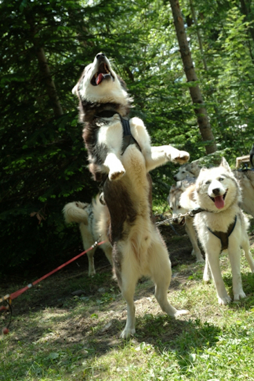 Ca tombe bien, les chiens aussi en veulent !