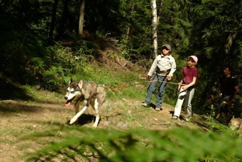 La randonnée touche à sa fin mais les chiens continuent avec la même vivacité, c’est aujourd’hui leur Everest !