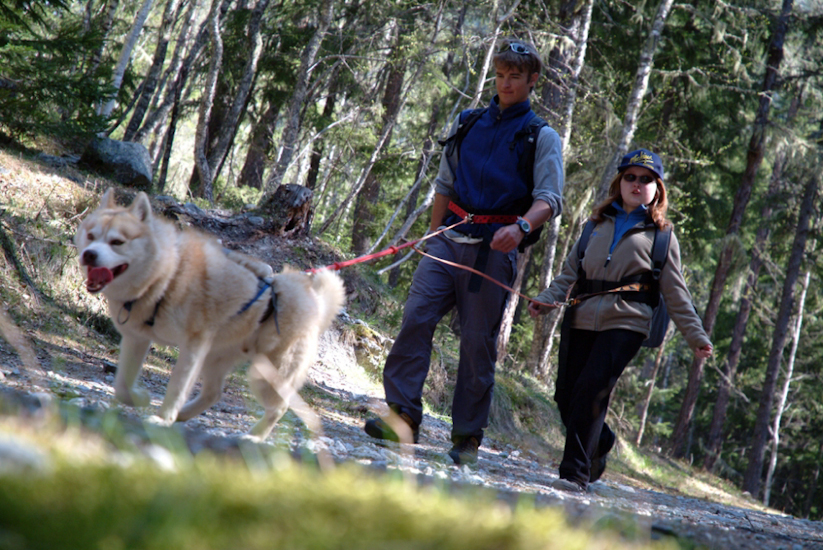 Plutôt cool Clémentine, elle l’a déjà dressé son husky !