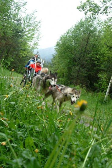 Musher en herbe, Damien mène son attelage à la perfection !