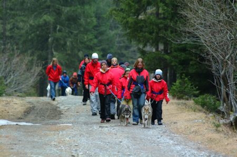 Départ groupé et « éblouissant » sur la piste qui serpente à travers bois.