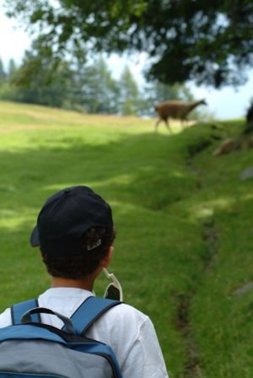 1ére apparition animale sous le soleil renaissant : le Lama des Andes.