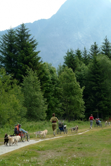 On dirait qu’ils retournent droit dans la forêt.