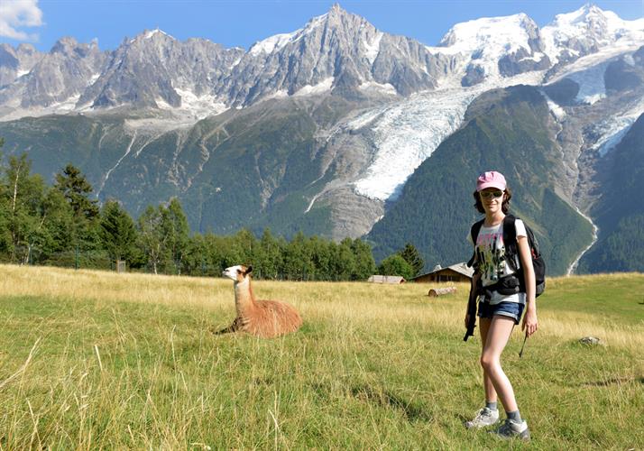 Les lamas sont de sortie ici avec Marine